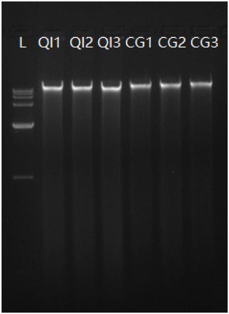 一种用于粪便微生物基因组DNA提取的除杂试剂