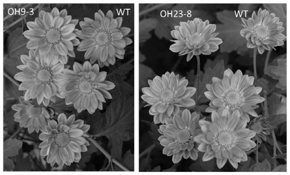 一种通过转蓝目菊OhF3’5’H基因培育蓝色菊花的方法