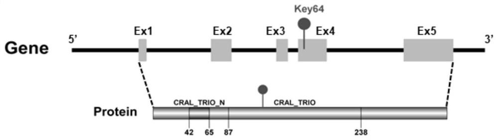 柑橘CitPITP1基因及其核苷酸序列在原核载体启动子改造中的应用