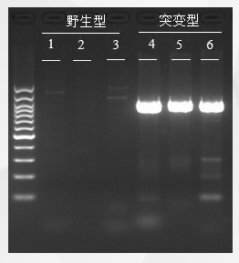 突变型Taq DNA聚合酶、编码DNA序列、重组载体、重组表达细胞及其应用