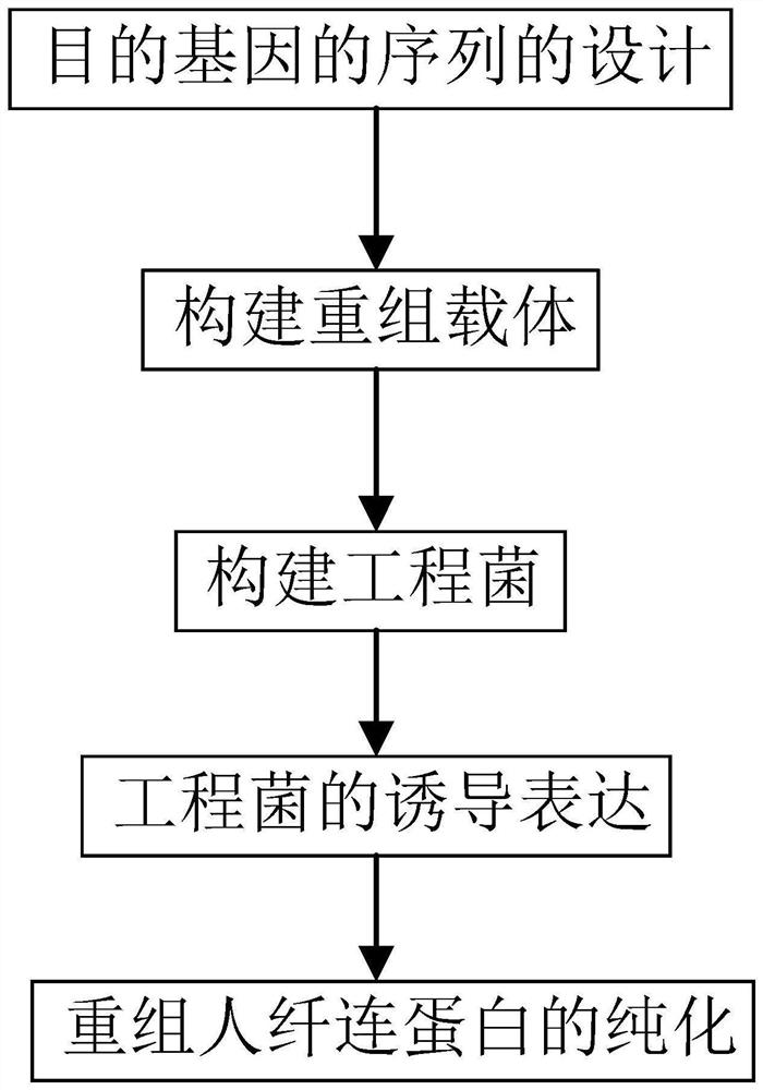 一种酿酒酵母表达长效重组纤连蛋白及其在化妆品中的应用