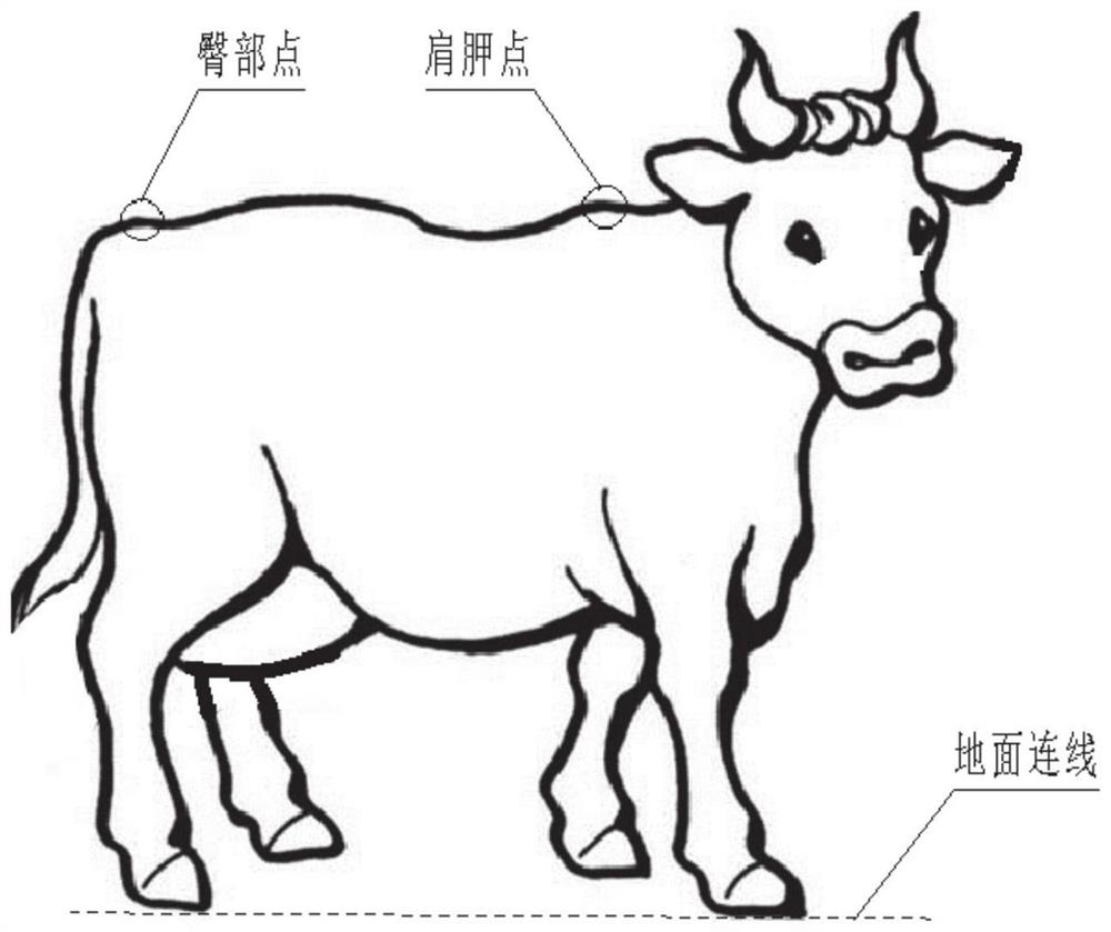 一种家畜养殖用尺寸测量方法及系统