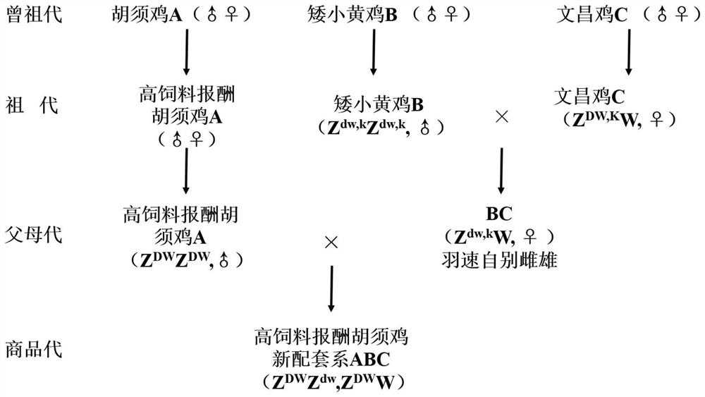 一种生态友好型胡须鸡配套系的培育方法