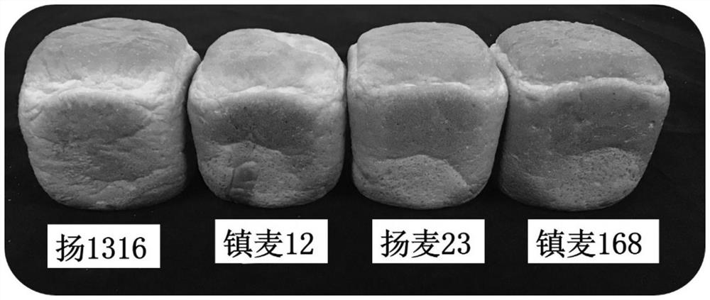 一种长江中下游地区高产抗病强筋小麦育种方法