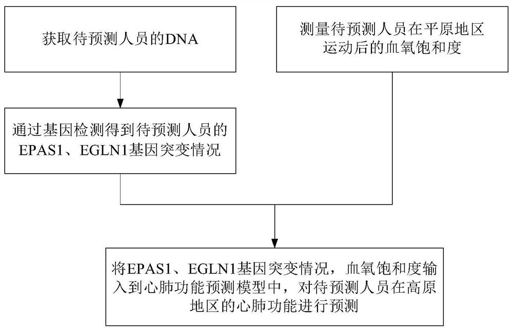 由遗传信息和运动后生理参数预测心肺功能的方法及系统