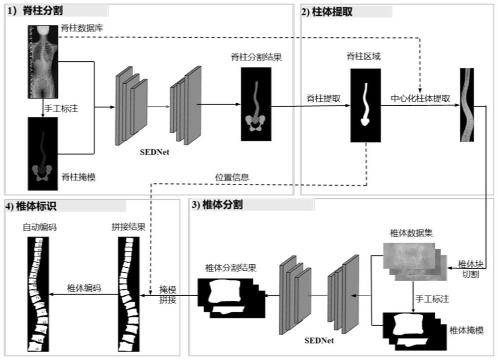 一种X光片脊椎自动分割及标识方法