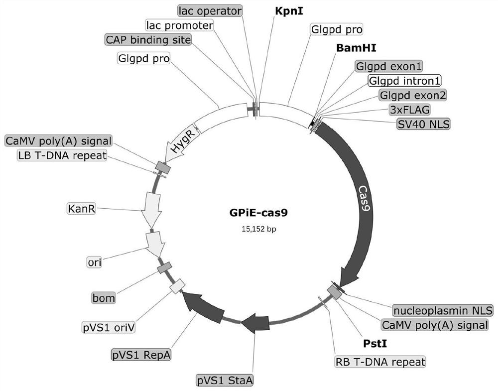 Cas9蛋白双元表达载体及其构建方法、应用和转化系统