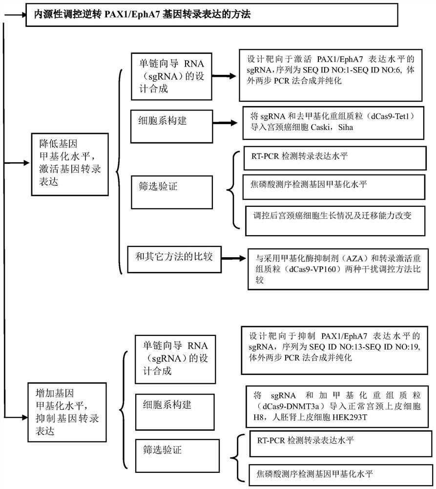 单链向导RNA在制备治疗宫颈癌等靶向药物上的用途