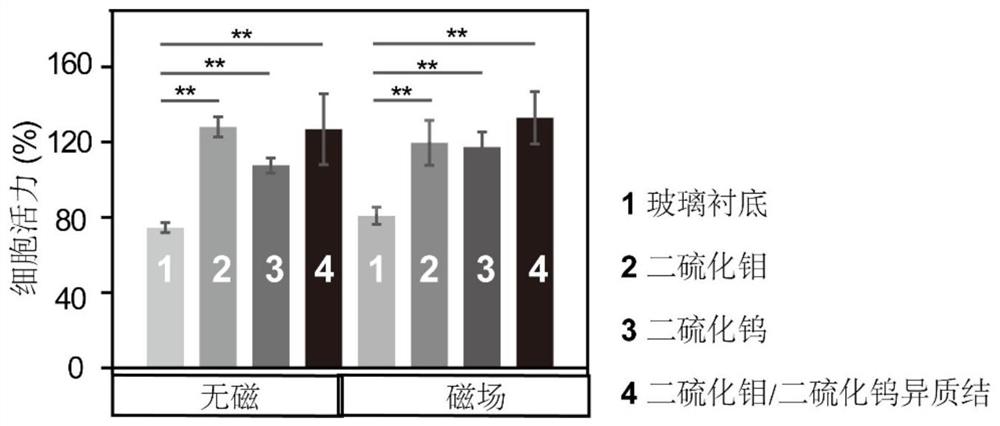 异质结协同静磁场调控细胞表型的非侵入型远程调控方法