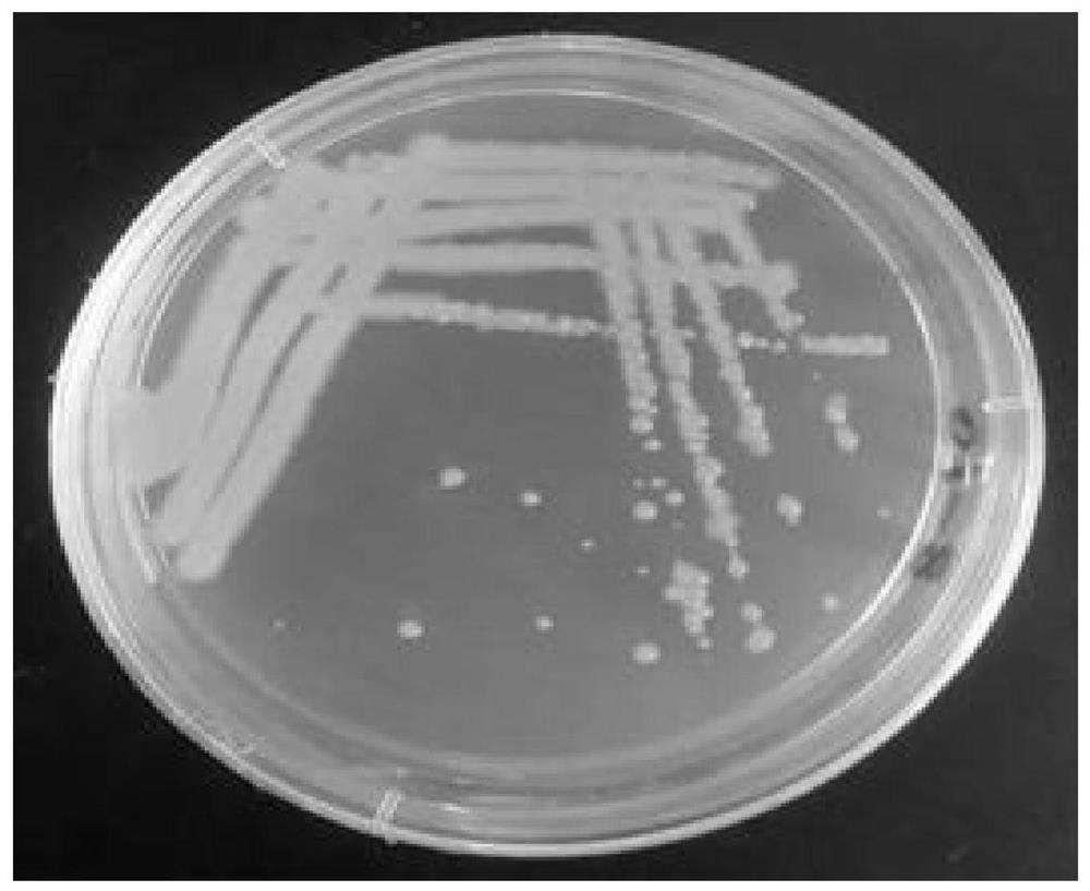 一株分泌铁载体的暹罗芽孢杆菌Gxun-36及其应用