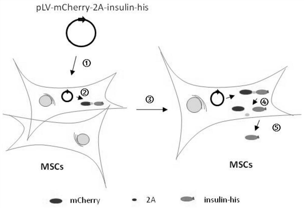 一种在间充质干细胞中稳定表达可分泌人胰岛素的方法