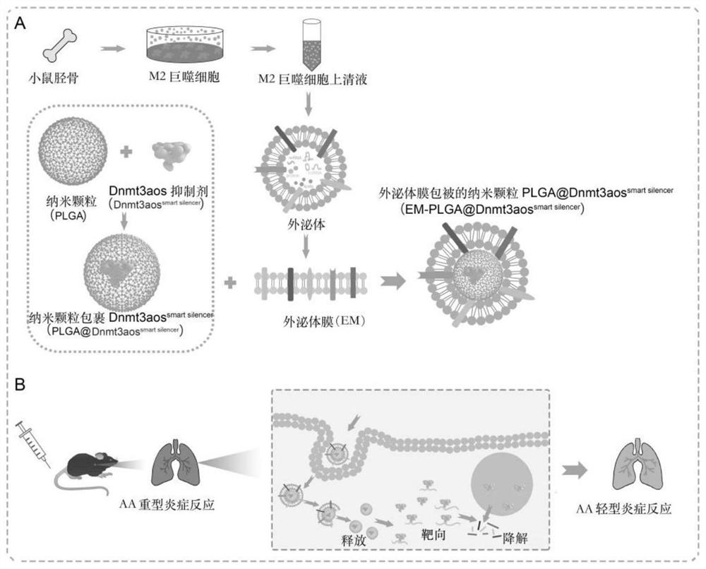 一种巨噬细胞外泌体膜包被仿生纳米颗粒及其制备方法和应用