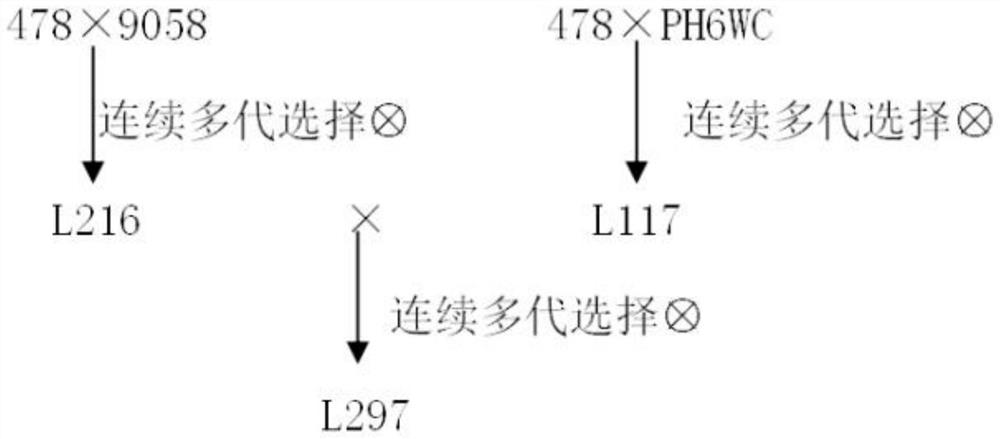 一种玉米杂交方法