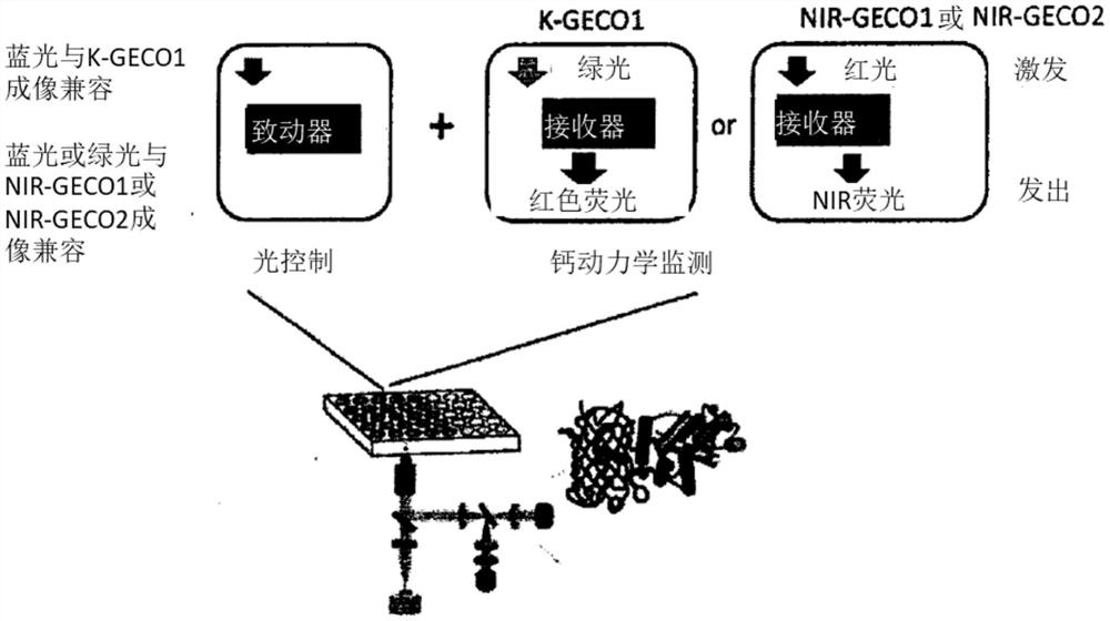 光遗传控制下的遗传编码荧光指示剂及其应用