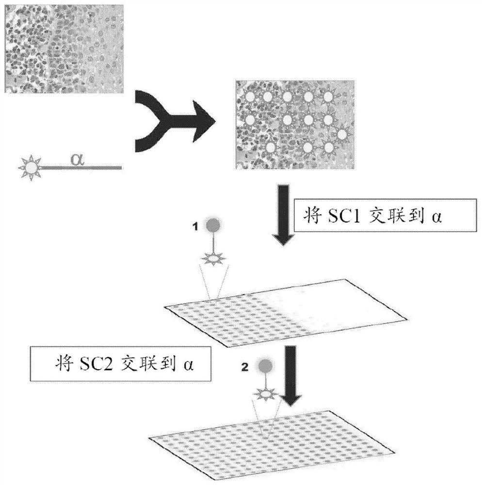 细胞靶标的空间上定向的量子条形编码