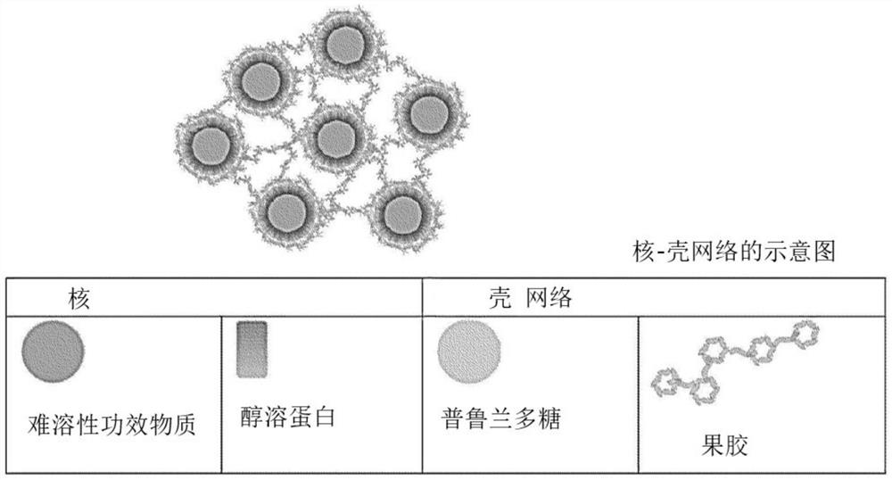 包含生物聚合物的核-壳网络结构体及包含其的组合物