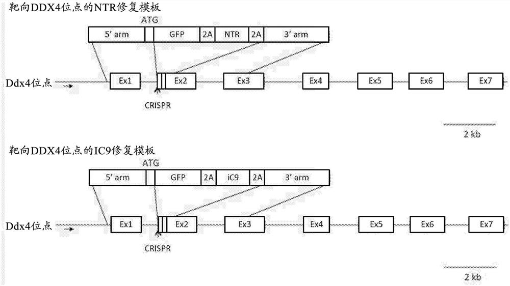 经遗传修饰的禽及其重构方法