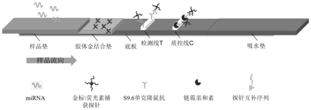 一种miRNA的检测方法以及用于检测miRNA的侧流层析试纸条