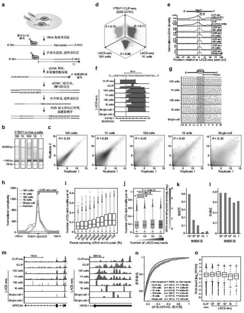 一种鉴定RNA结合蛋白靶位点的方法LACE-seq及试剂盒和应用