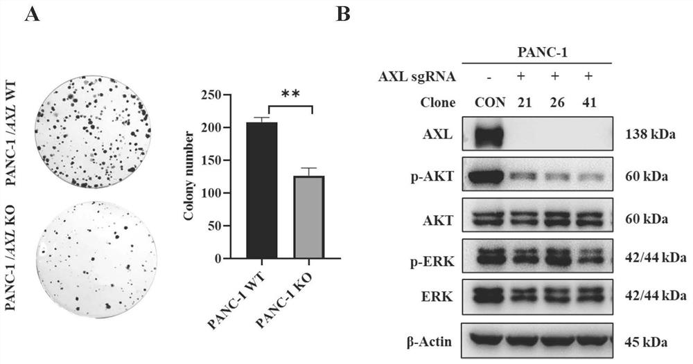 特异性靶向人AXL基因的sgRNA及其应用