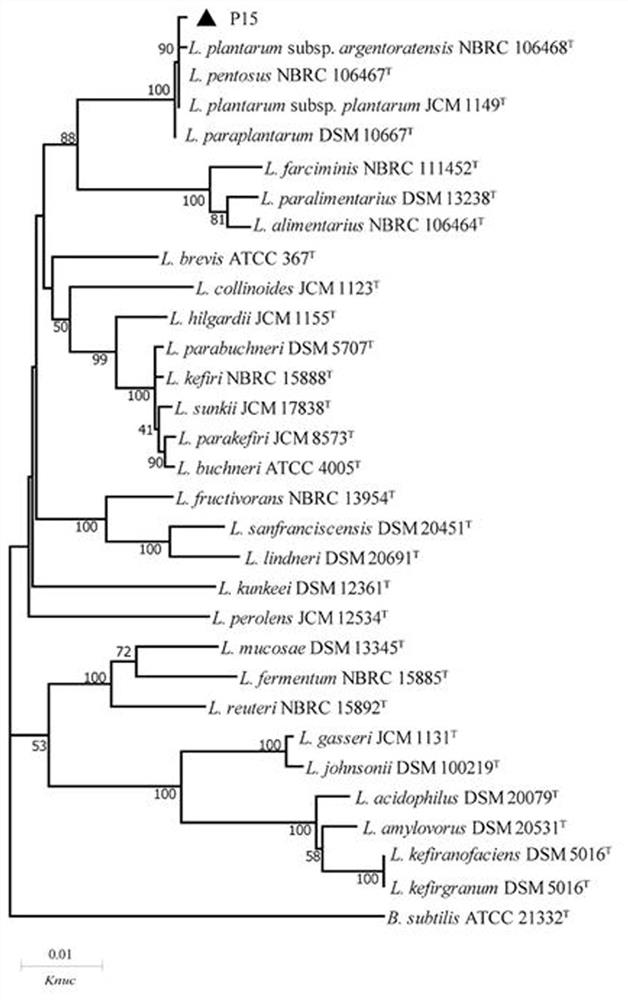 一株植物乳杆菌植物亚种及其在豆粕和北艾混合发酵中的应用