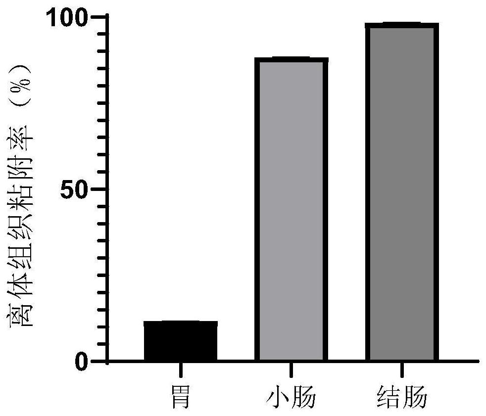 一种喜树碱结肠定位释药微丸及其制备方法