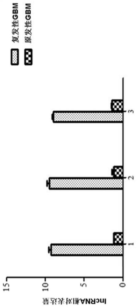 lncRNA分子在GBM中的应用