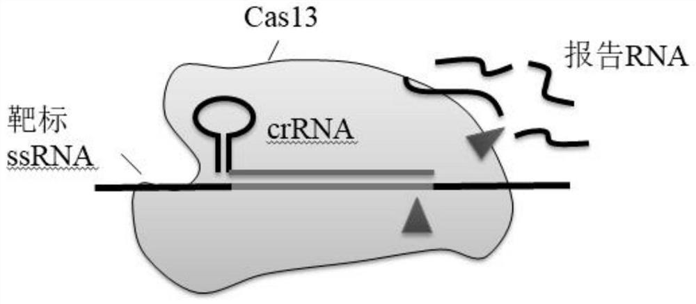 一种CRISPR_Cas系统免标记核酸检测方法及试剂盒