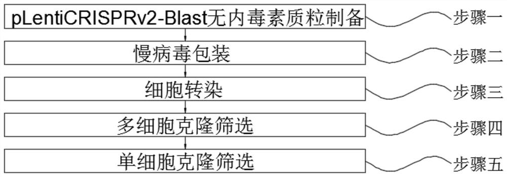 稳定表达Cas9蛋白的LLC-PK1细胞系及其构建方法