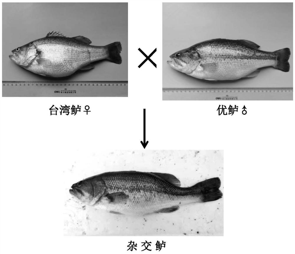 人工杂交鲈鱼及其育种方法