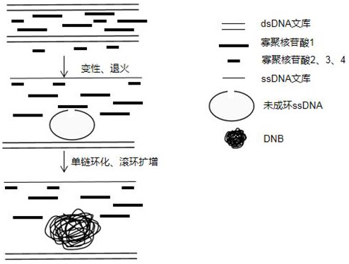 一种一步法构建DNA纳米球的试剂盒和方法