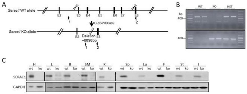 一种构建Serac1基因敲除小鼠模型的方法