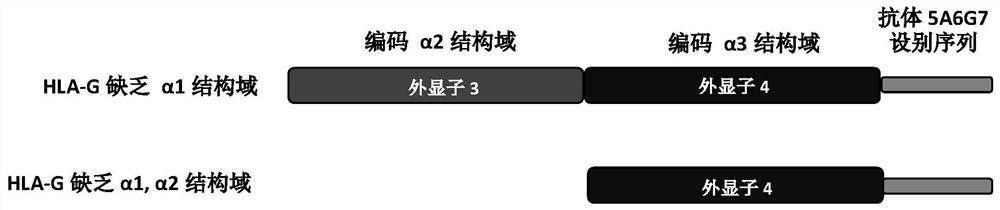 表达α1结构域缺失的HLA-G异构体标准蛋白的细胞株及其应用