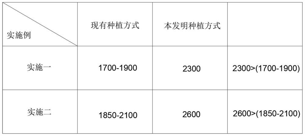 一种奶香红提品质和产量双提高的种植方法