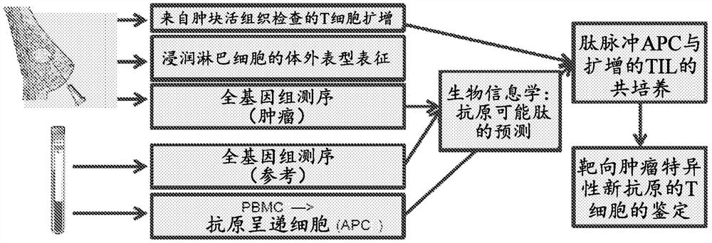 制备治疗性T淋巴细胞的方法