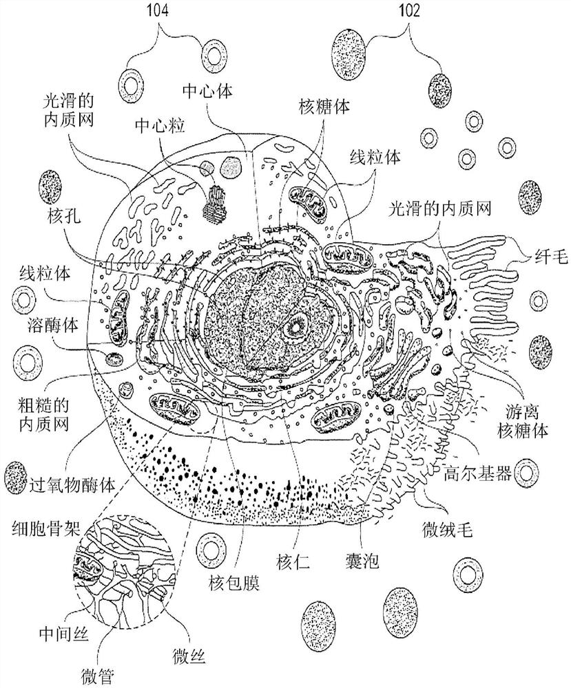 用于测量和诱发细胞间通信的方法、装置和组合物及其治疗性用途