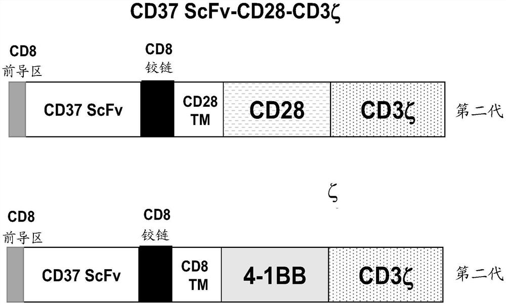 CD37抗体和CD37-CAR-T细胞