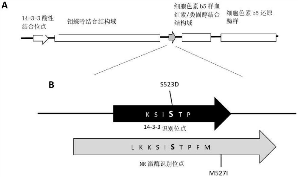 经由硝酸盐还原酶的突变来调节植物中的硝酸盐水平