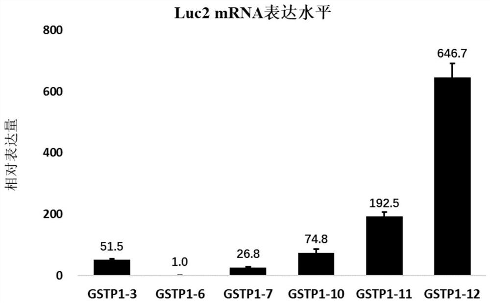 含人GSTP1 ARE的荧光素酶报告基因的细胞株的构建及应用