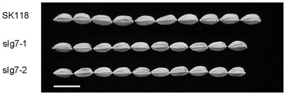 靶向敲除水稻粒型调控基因SLG7的方法、水稻粒型调控基因SLG7突变体及其应用