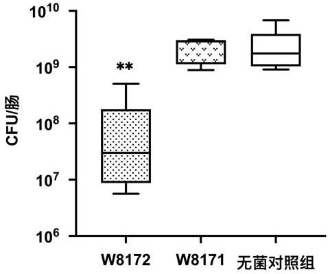 一株乳杆菌W8172及其应用