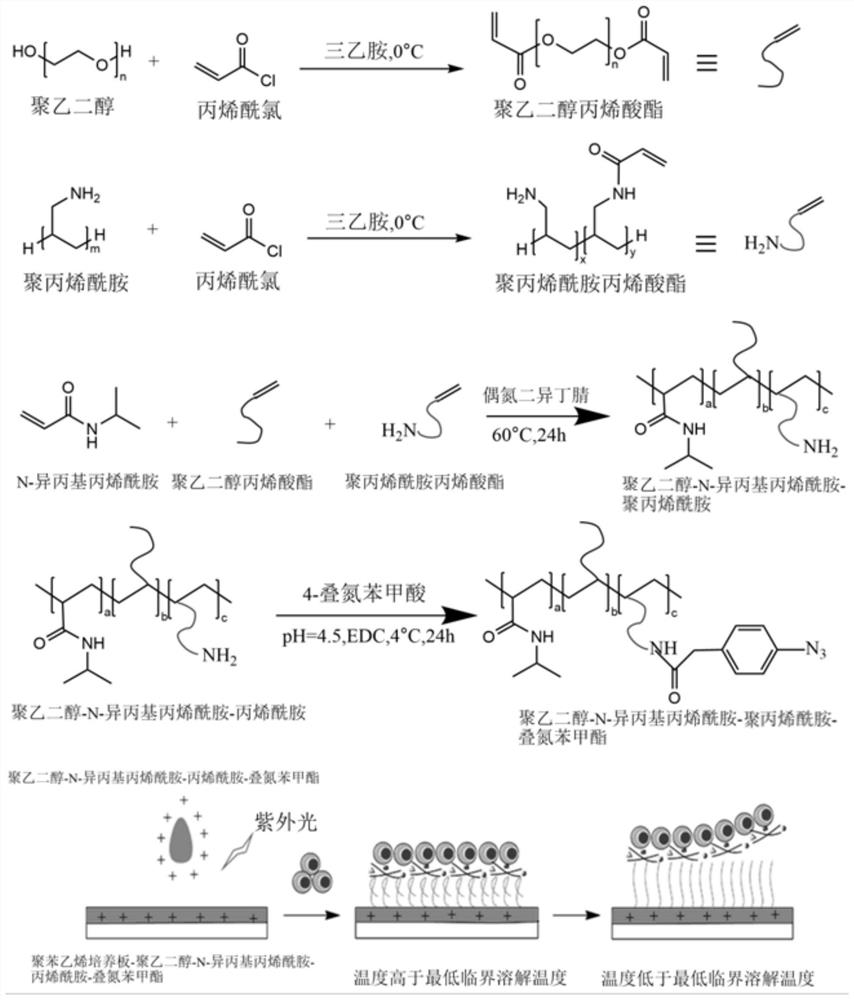 一种聚丙烯酰胺修饰的温敏共聚物的制备方法及其应用