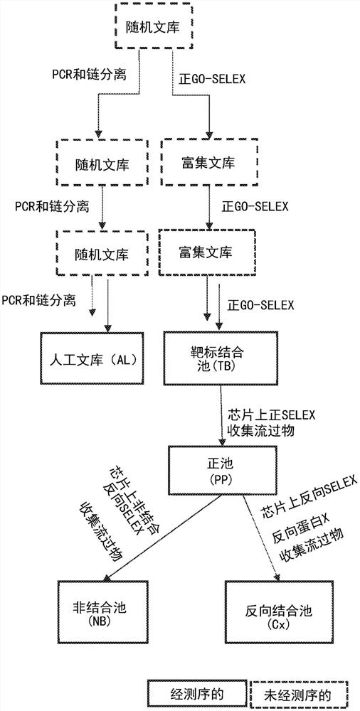 适体选择方法