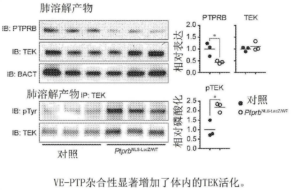 青光眼中的VE-PTP抑制