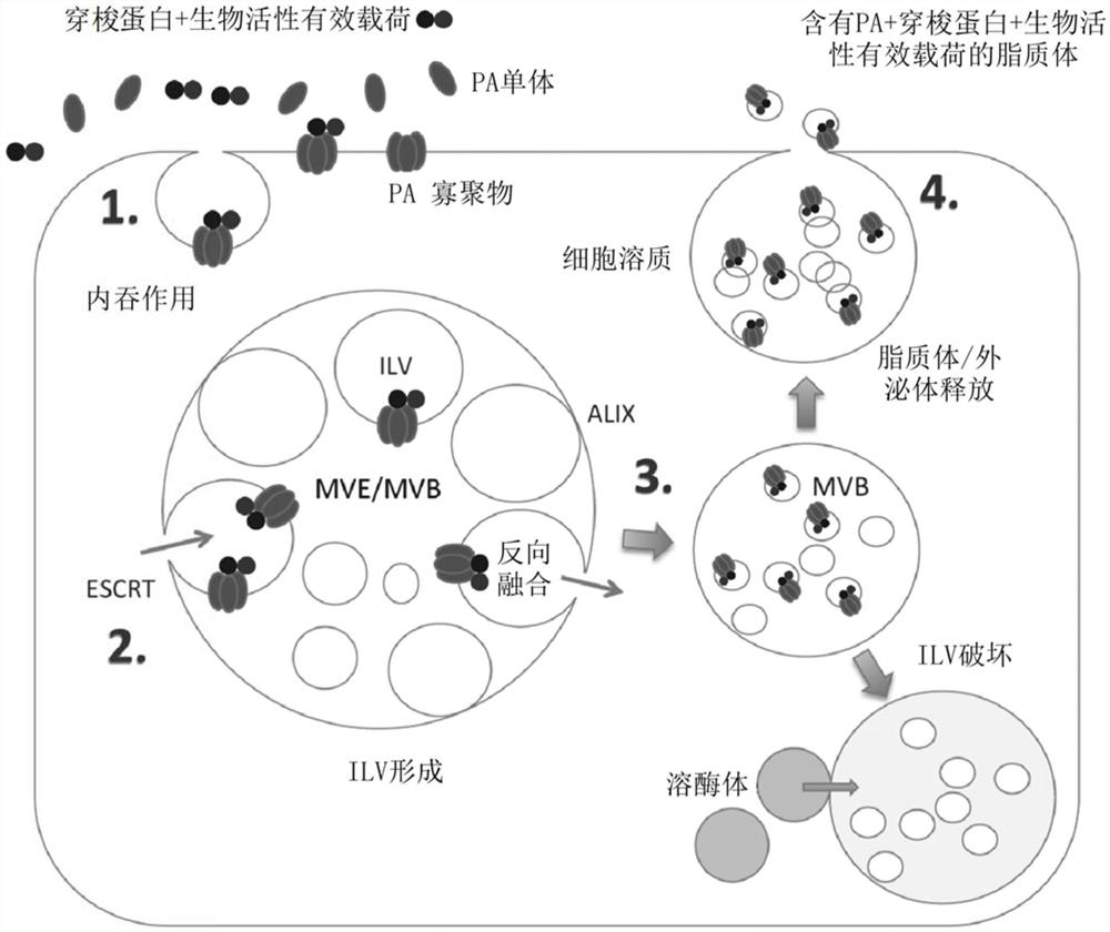 制备脂质体的方法