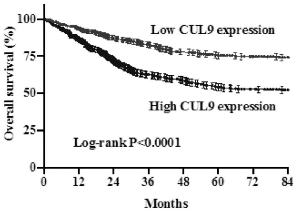 CUL9作为标志物在结直肠癌预后评价上的应用