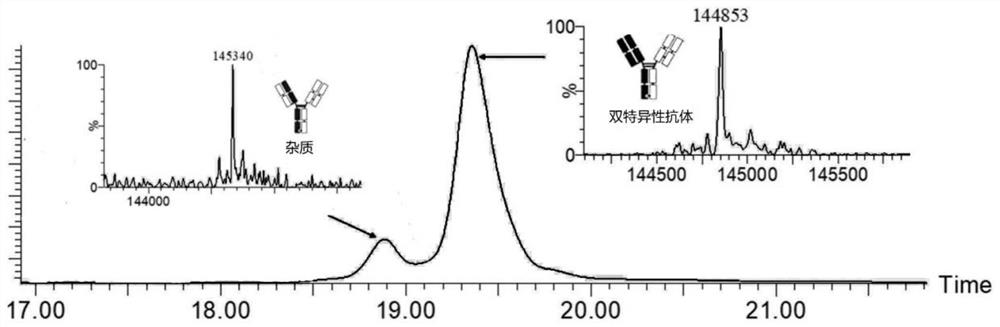 一种双特异性抗体的分离鉴定方法