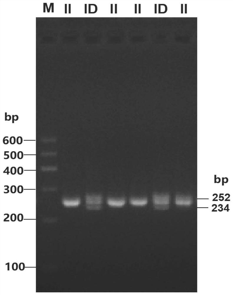 一种绵羊PDGFD基因插入/缺失多态性的检测方法、试剂盒和应用