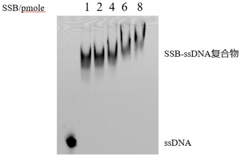 一种深海古菌单链DNA结合蛋白SSB及其制备方法和应用