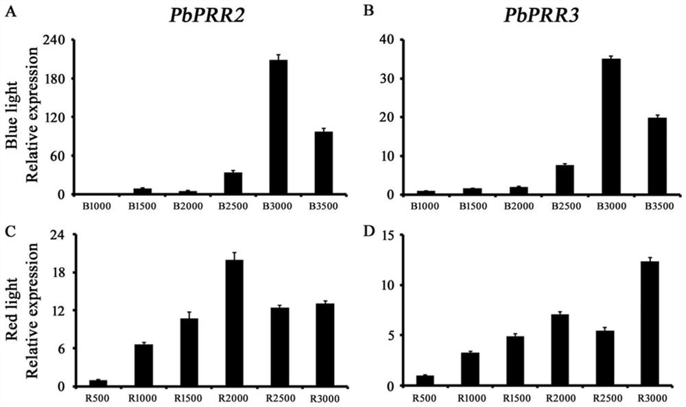 梨PbPRR2和PbPRR3基因及其应用